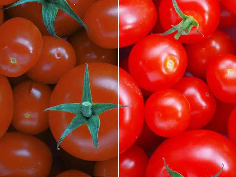 A split screen picture of bright red tomatoes simulating the effect of lighting with different colour rendering characteristics