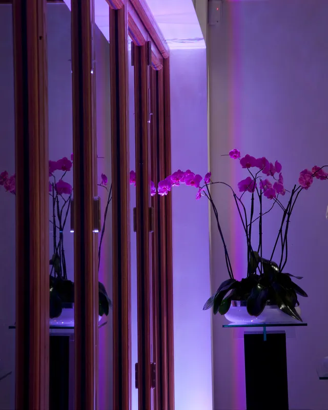 Detail of glzes doors and an orchid uplit with soft pink LED light